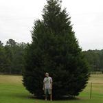 Leyland Cypress 26 feet tall
location home - Sorry Tuskegee University used this bueatiful tree - Dec. 2011 -- Not Available!