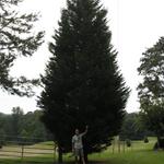 Leyland Cypress  35 feet tall
location home. Update: This tree was donated to the First United Methodist Church of Wetumpka for the Christmas of 2010.
 Not Available!