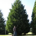 Leyland Cypress  28  Feet
Sorry Tree was donated to the City of Wetumpka in 2009. 
Not Available!
