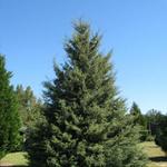 Arizona Cypress 28 feet tall
location farm